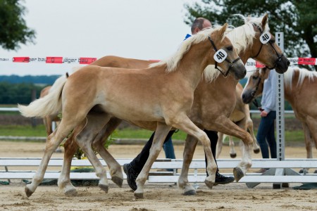 3. Platz - 2. Reservesieger Hengstfohlen Navaho aus der Shayenn nach Nordwest